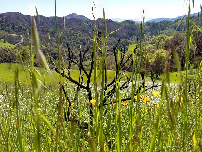 Vista Trail green in springtime (April 2018)