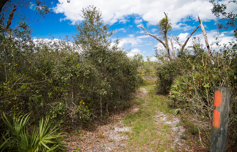 Follow the orange blazes through Florida Scrub Jay habitat and beautiful open views.