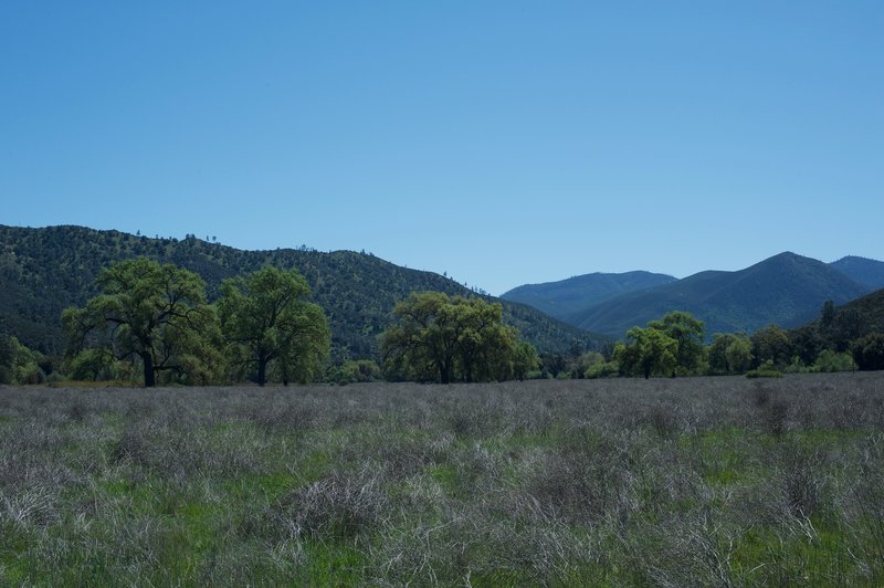 Valley Oaks grow in the bottom lands of Pinnacles National Park. There are lots of mature trees, but not a lot of younger trees, which the park service is trying to fix by planting younger trees and protecting them.