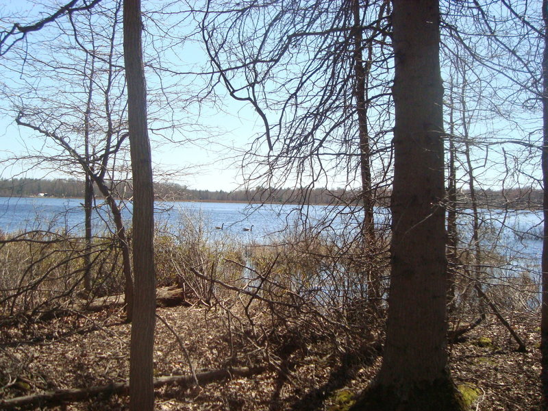 Late April viewing between the trees at Crooked Lake at a pair of Canada Geese.