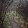 Fun winding path through the trees! Very easy hike with a 23 lb baby on my back!