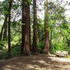 Redwood Clearing