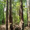 Redwoods along the trail