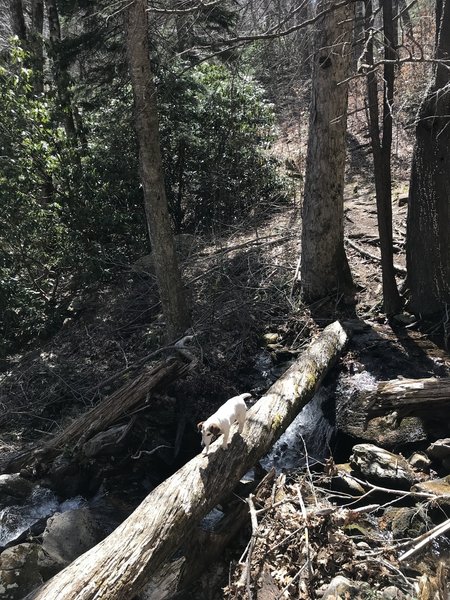 Shining Creek Tributary Crossing