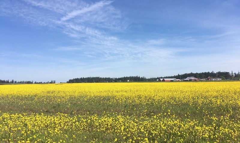 A field blooming on the prairie.