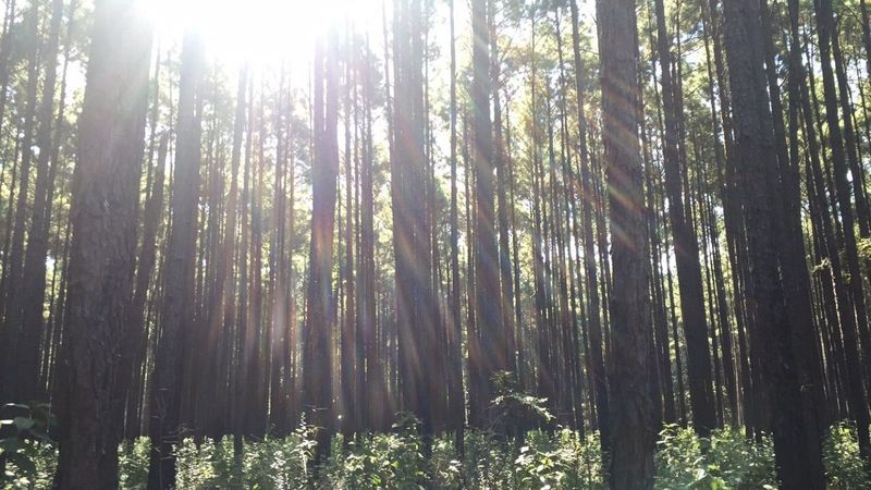 A view through the piney woods.