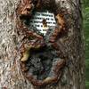 A coastguard no trespassing sign that was eaten by a madrona.