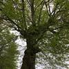 A very large maple in the parade ground.