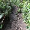 Easily 20% of the trail is exposed roots like this.