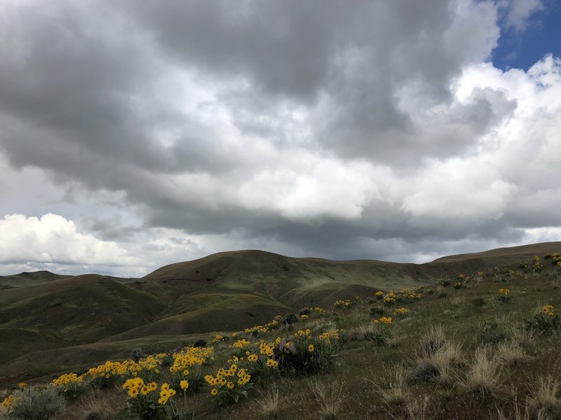 More beautiful flowers along the hillside.