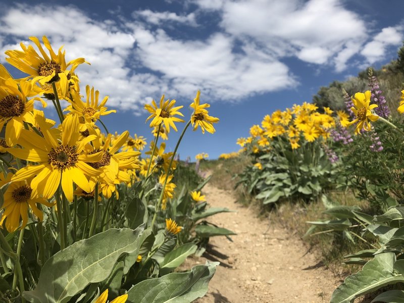 Incredible flowers in the spring!