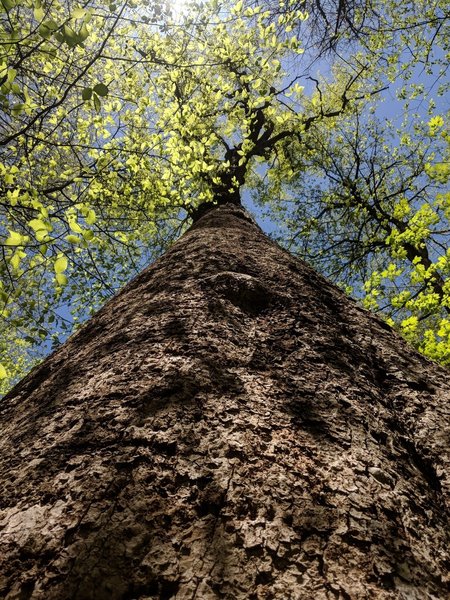 Old growth tree