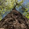 Old growth tree