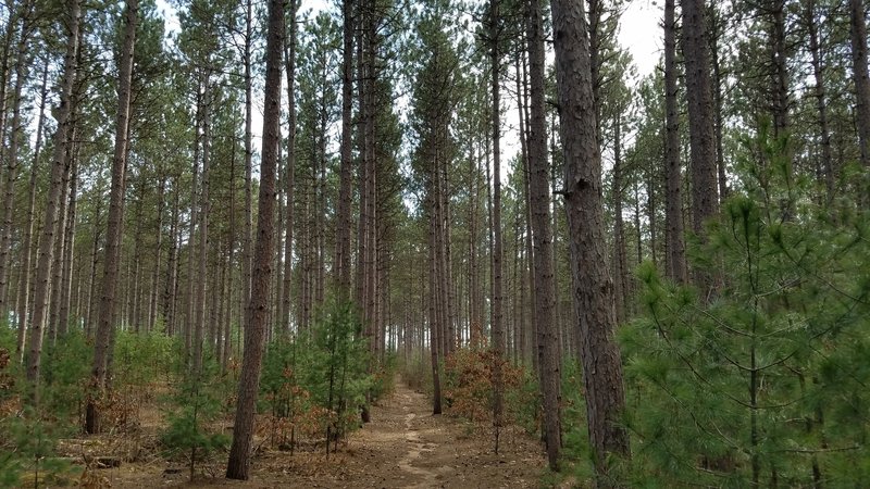 Run through the pines