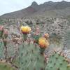 Opuntias and view of Mammoth Rock