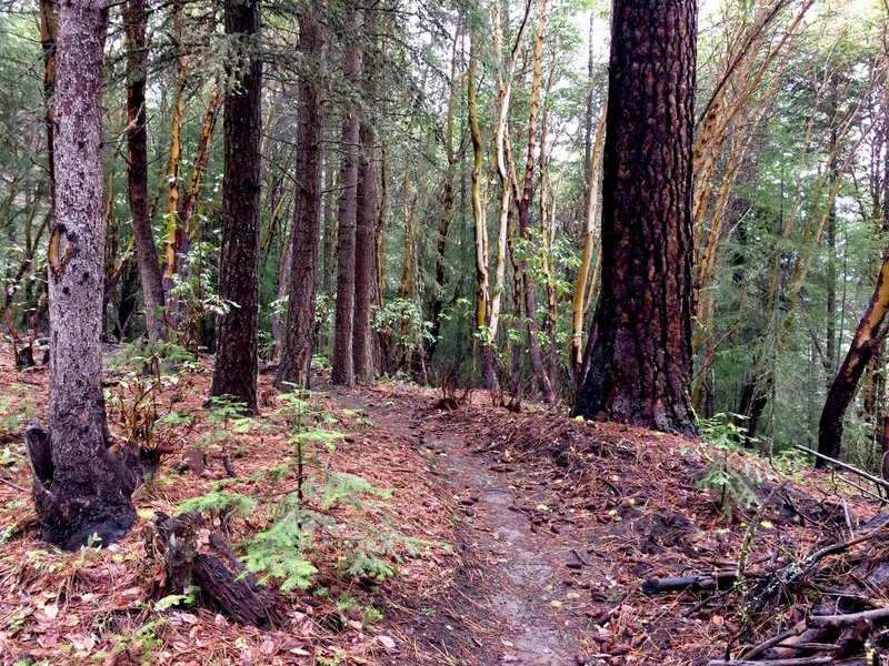 Madrones, ponderosas, pines and loads of pine needles.