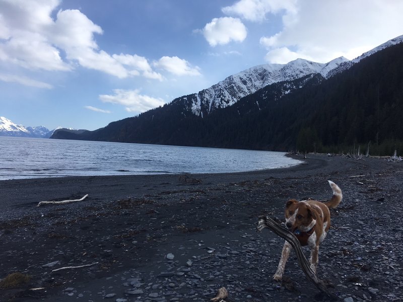 Loads of sticks to chase on Tonsina Point