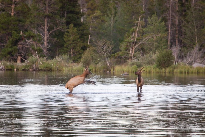 Young elk bucks playing in Sprague Lake