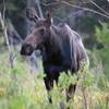 Mama moose drinking near Sprague Lake