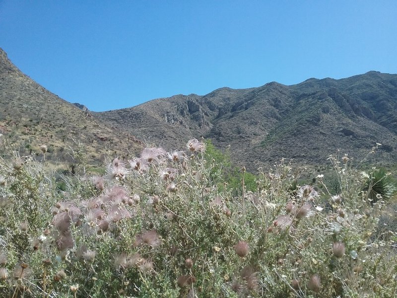 Looking NE on the trail.