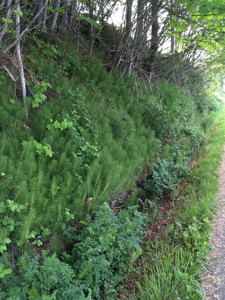 Horsetail grows abundantly along this trail.