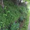 Horsetail grows abundantly along this trail.