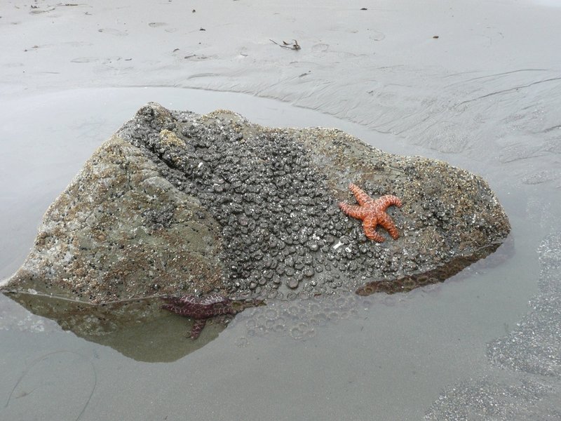 Tidepool Creatures