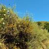 Morning glories - a white variety, and orange monkey flower along Gaviota Trail in early May.