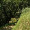 Rounding a bend into a shaded trail section by a seasonal creek on Gaviota Trail. The bluish purple flowers are Ithuriels Spears.