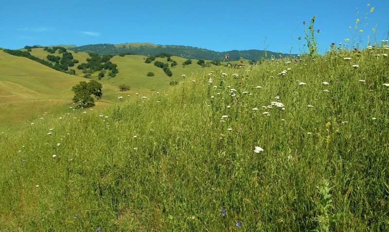 White yarrow and other wildflowers - some bluish purple Ithuriels Spears, yellow mustard, and purple milk thistle, in the grass hills along Savannah Trail.