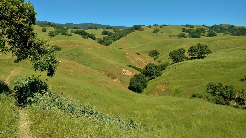 The grass hills in early May, that Savannah Trail meanders through. Many of the valleys are cut by seasonal streams over the years.