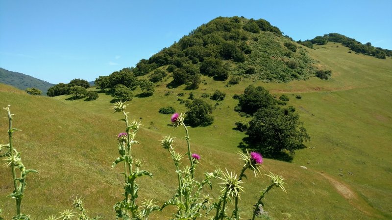 Admiring Mummy Mountain and purple milk thistle from Gaviota Trail.