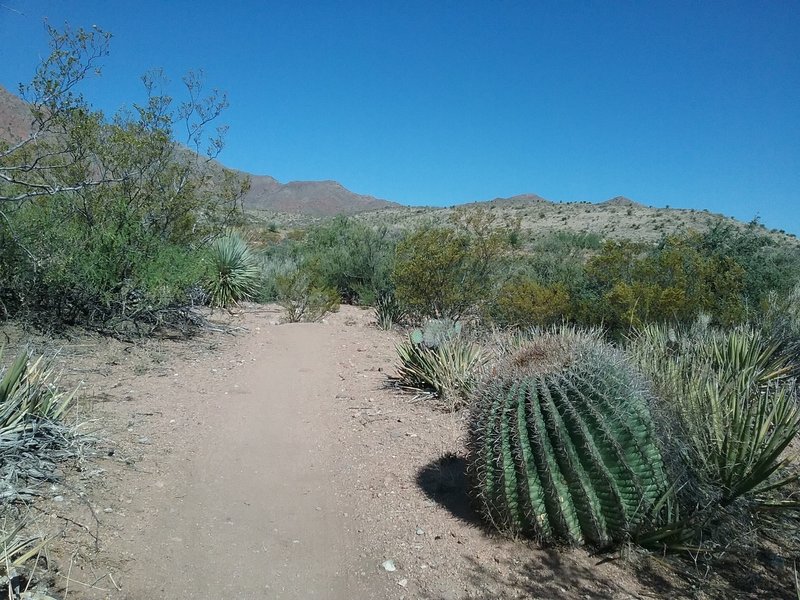 Looking NW on the trail. Huge barrel cactus.