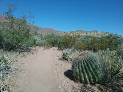 Looking NW on the trail. Huge barrel cactus.