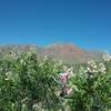 View of the Franklin Mountains from the trail, with some chilopsis getting ready to bloom.