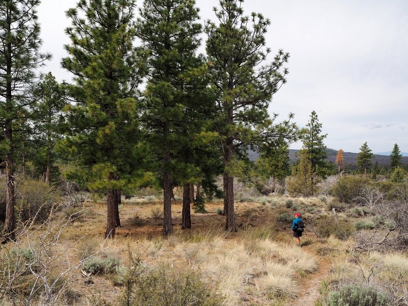 A grove of Ponderosa pines along the trail