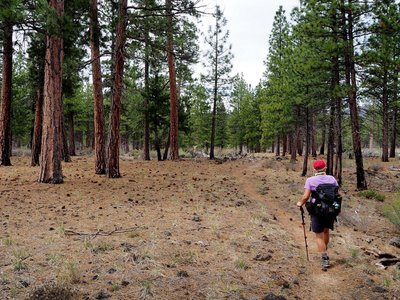 Through another grove of Ponderosa pines