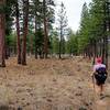 Through another grove of Ponderosa pines