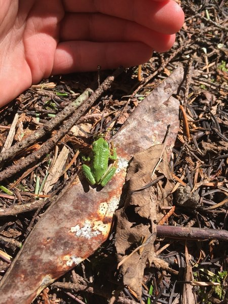 A little frog, no bigger then a grasshopper.