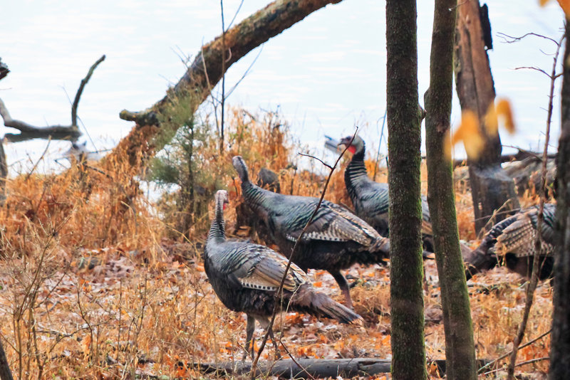 Radnor Lake State Park