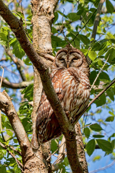Radnor Lake - Barred Owl