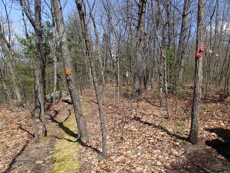 Lenape Ridge and Minisink Trail junction