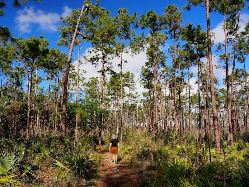 Hiking through the upland forest