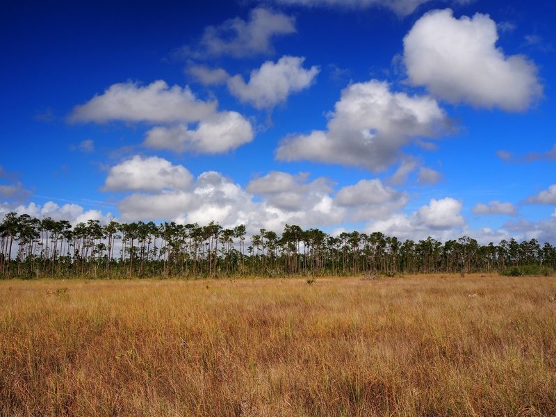 Looking west across the marsh grasses