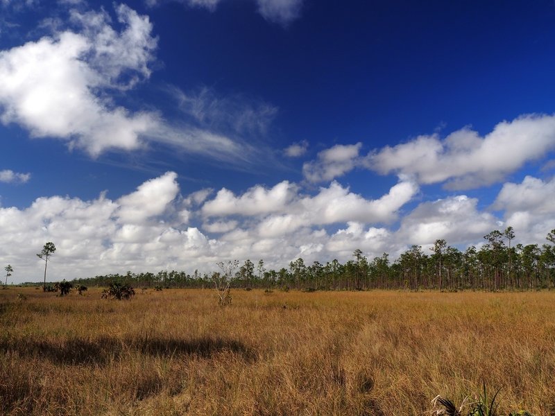 Looking southwest across the marsh grasses.