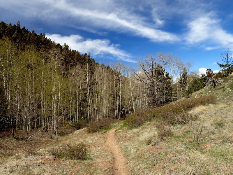 Aspens and a meadow along the trail