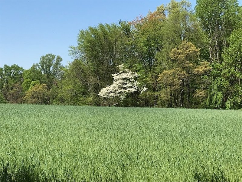 A dogwood across a meadow