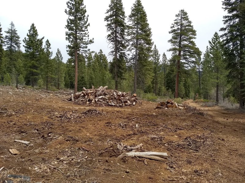 Much logging (?) along the trail