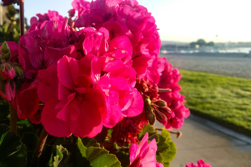 Tons of beautiful flowers line portions of Bayside Walk in typical California style.