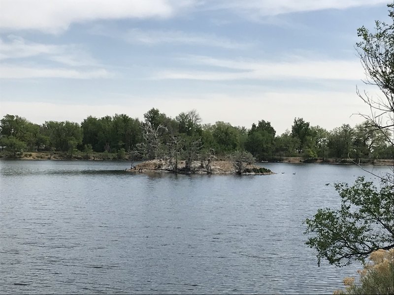 Lake birds nesting